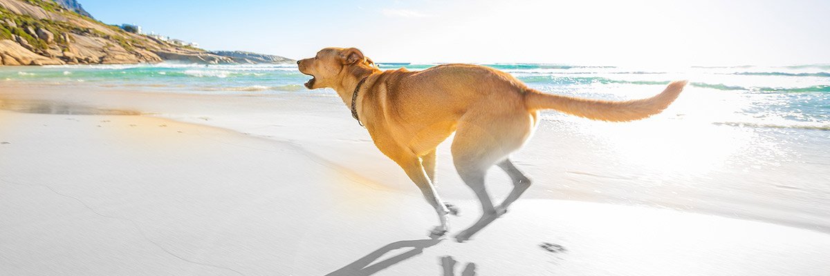 dog running on beach